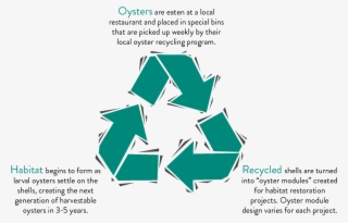 Every Day, Thousands Of Oysters Are Devoured In Florida - Recycling