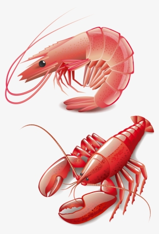 Seafood Homarus Cooking Red Lobster Clip Art - Shrimp Vector Free Download