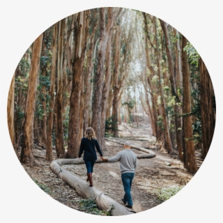 Farewell - Old-growth Forest