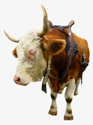 Animal, Cow, Ox, Beef, Isolated, Yoke, Farm - Вол Пнг