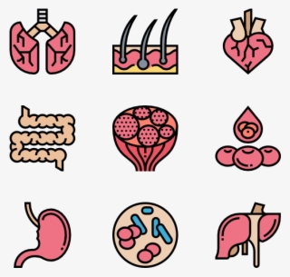 Human Organs