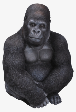 Real Life Gorilla B - Gorilla Sitting Png