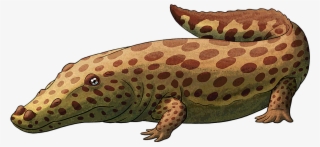 Tumblr Obw68chehf1s5f2yxo1 R1 1280 - Lizard