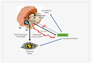 Interaction Between Master And Peripheral Clocks - Master Clock In Brain