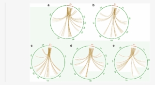 Example Of Five Syntenic Regions With A - Circle