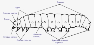 External Morphology Of The Caterpillar Rus - Сколько Ног У Гусеницы
