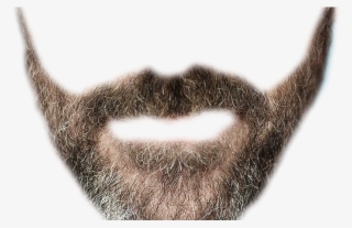 Realistic Mustache Transparent Background - Much Dadhi Png