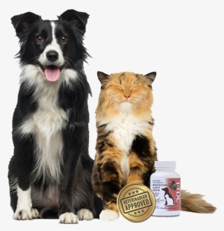 1tdc™ 4 In - Border Collie Royalty Free