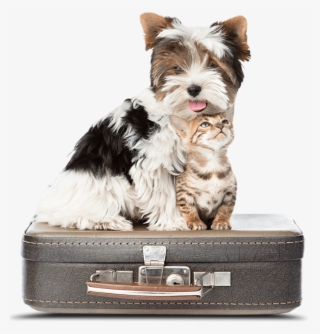 Pet Central Station - Dog And Cat Suitcase