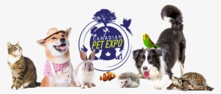 Over 290 Vendor Booths That's All About The Pets, Whether - Border Collie