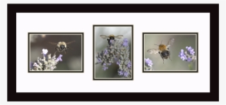Honey Bees Collecting Nectar, Individual Flying Bumble - Picture Frame