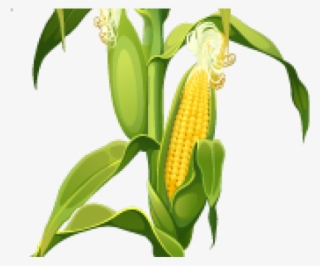 Maize Plant Png
