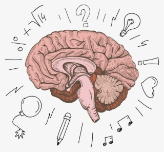 Cerebrum Human Structure Design - Cartoon Human Brain Png