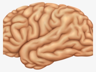 Brains Clipart Transparent Background - Macro Photography