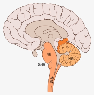 Brain Bulbar Region Ja - Bulbar Region