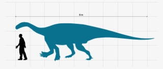 Ledumahadi Size Chart With Human - Dinosaur