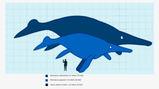 Shonisaurus Compared To A Human Svg - Shonisaurus Sikanniensis
