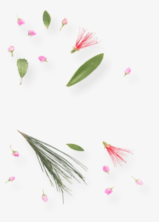 Refreshing Spring Water Infused With Australian Wildflowers - Water Lily