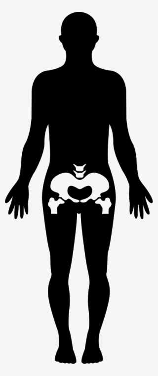 Hips Human Body Part Comments - Human Body