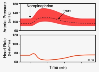 Norepinephrine Effects On Blood Pressure And Heart - Effect Of Noradrenaline On Heart Rate