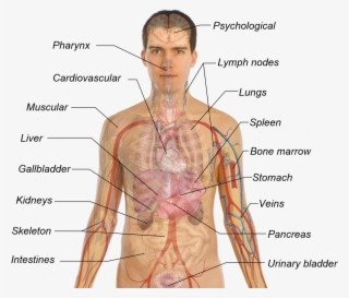 View The Image With An Image Editor, And Mouse-over - All Your Organs In Your Body