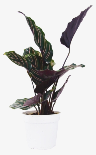 Calathea Ornata Plant - Flowerpot