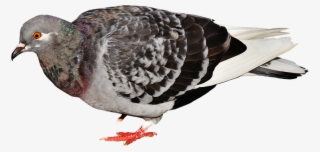 960 X 577 1 - Warna 3d Animasi Pigeon Racing
