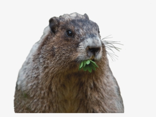 Can That Cute Groundhog Reall - Transparent Background Groundhog Png