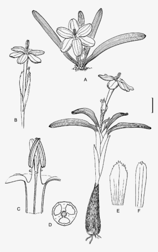 Ixia Acaulis, Perry 3732 - Sketch