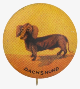 Dachshund