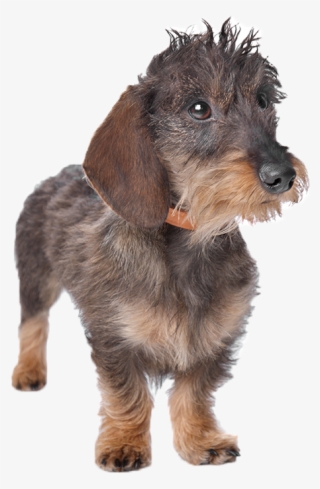 Best Dog Beds And Coats For Miniature Dachshunds - Companion Dog