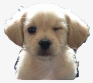 Shh Sticker - Emoji Dogs