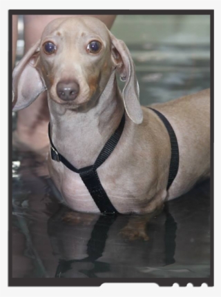 Dachshund Prevention Therapy - Companion Dog