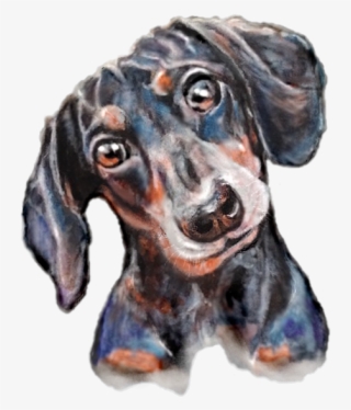 Dachshund