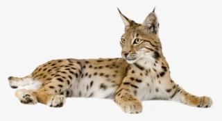 Lynx Png - Lynx Cat