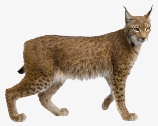 Lynx Png Picture - Lynx Standing