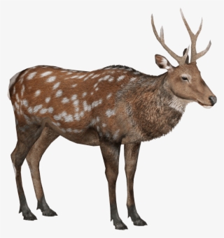 Sika Deer Lgcfm Zt2 Library Wiki Fandom - Forest Animals Png