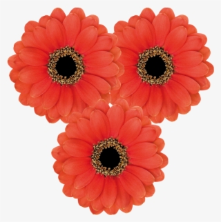 Florist Holland - Barberton Daisy