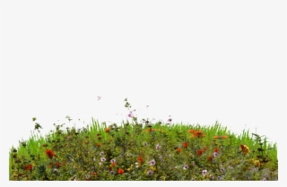 Wild Flowers Png - Impatiens