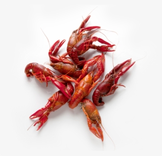 Crawfish - Caridean Shrimp