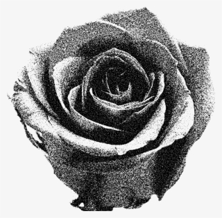 Designs Rose Black White And Opacity Png Designs Rose - Grey Rose Png