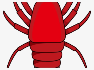 ลาย เส้น กุ้ง