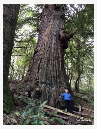 Leaning Against The Tree - Redwood