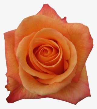 Rose Confidential