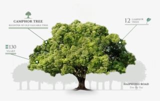 Cinnamomum Camphora Hong Kong