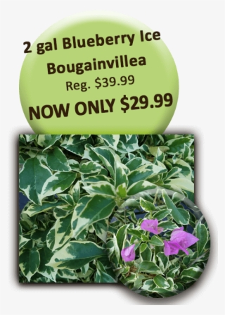 2 Gal Blueberry Ice Bougainvillea - Professor Edward Burger
