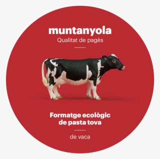 Pasta Tova - Dairy Cow