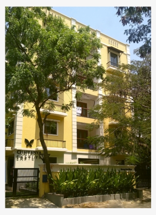 Bougainvillea - House