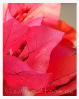 Photo Of Bougainvillea Flowers - Close-up