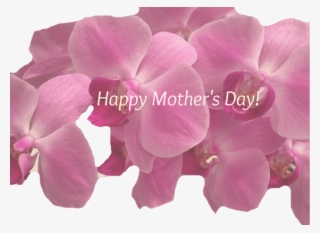 Mothers Day Guide 2016 Choc Twist Of The Month Picm - Artificial Flower